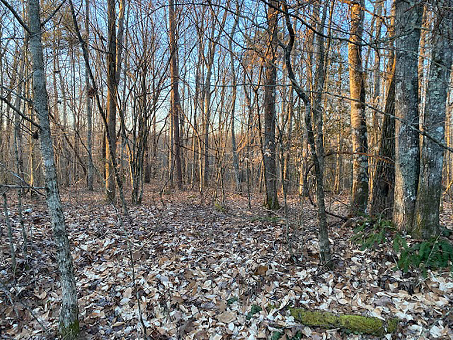 jacks creek farms 12-1