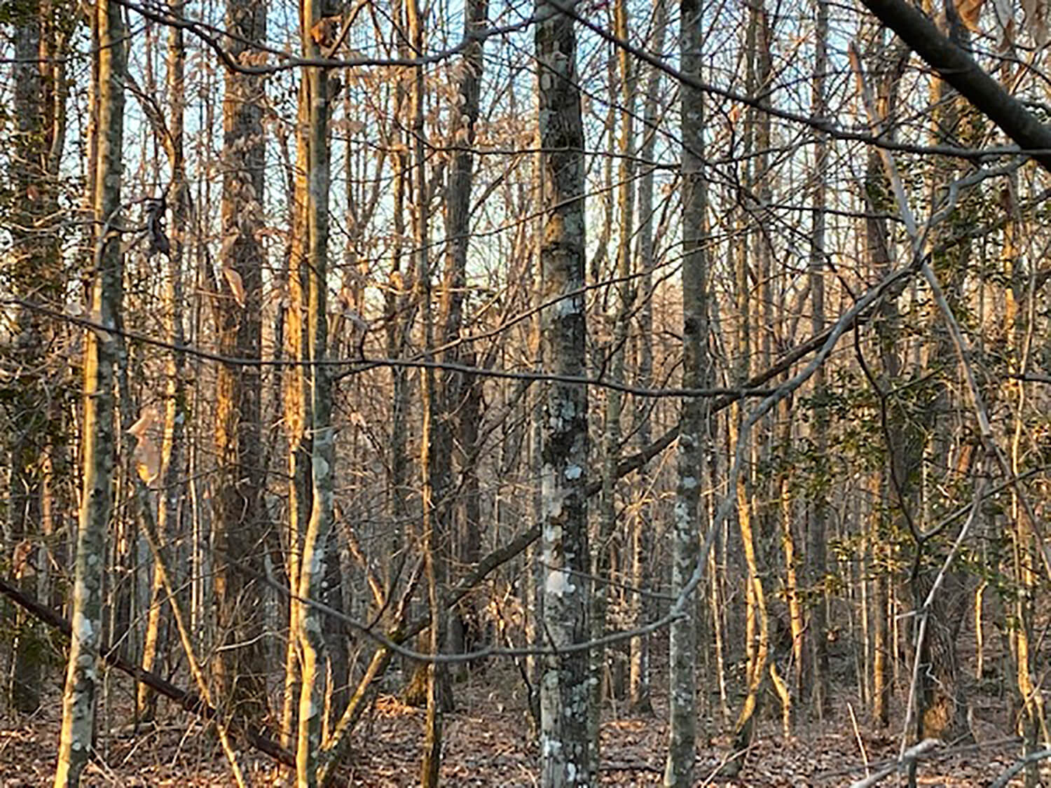 jacks creek farms 12-4