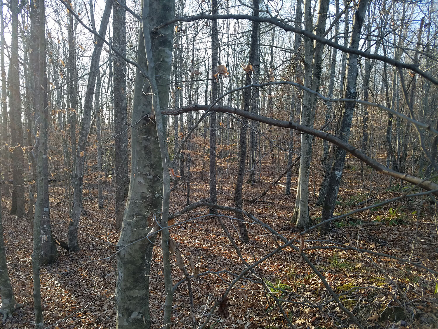 jacks creek farms 12-6