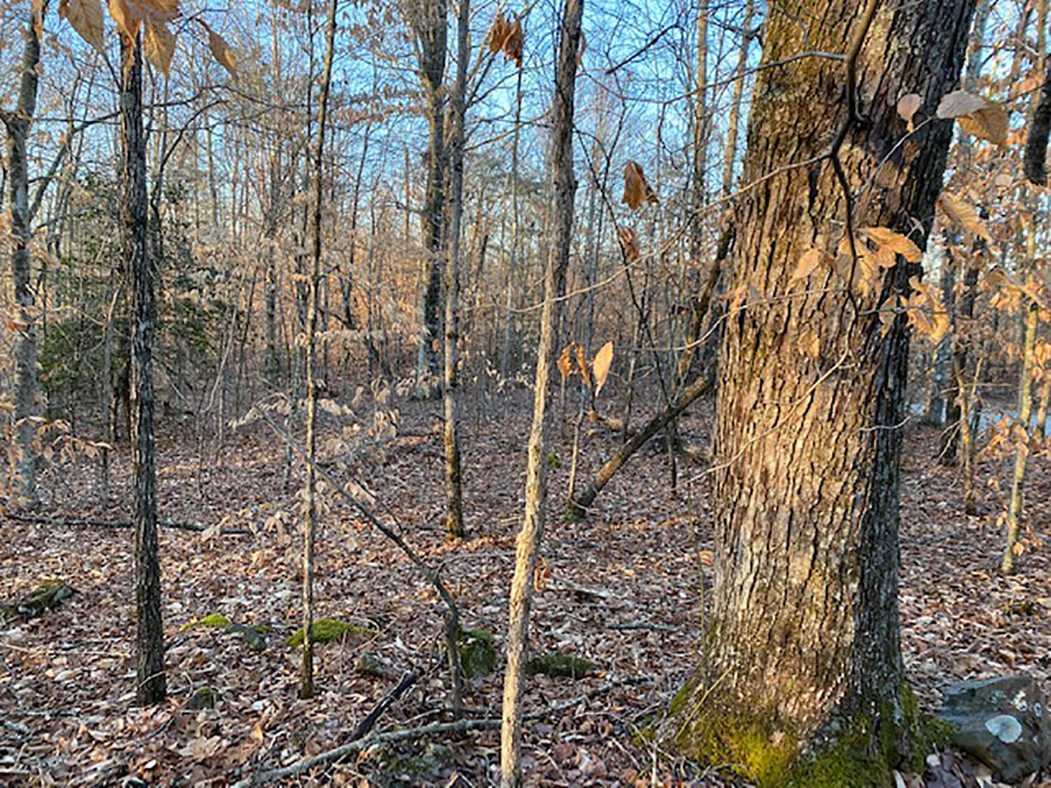 jacks creek farms 13-2