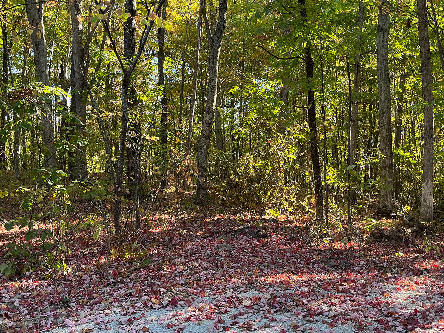 lowder fork farms 10-3