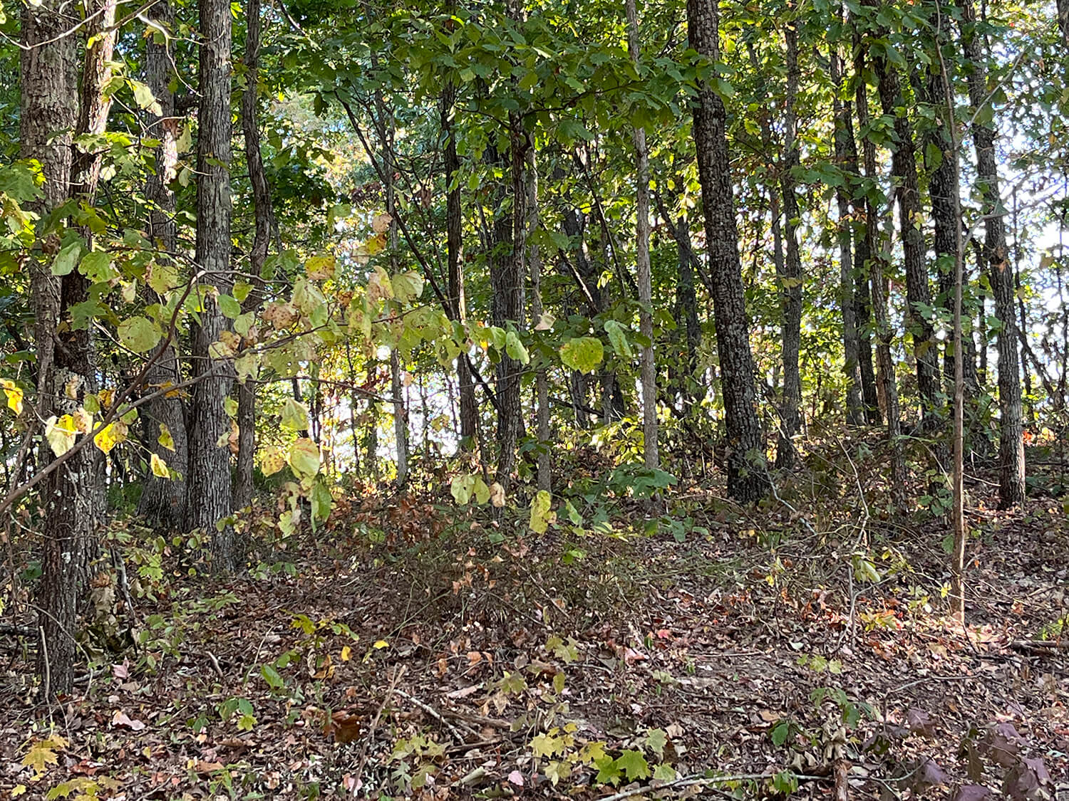 lowder fork farms 12-4