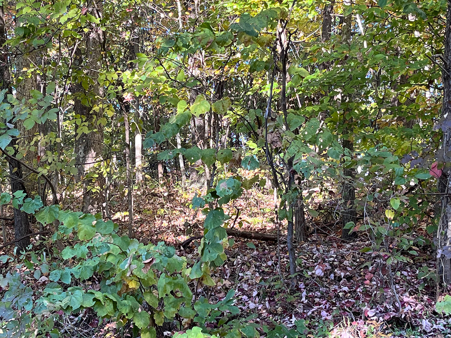 lowder fork farms 13-2