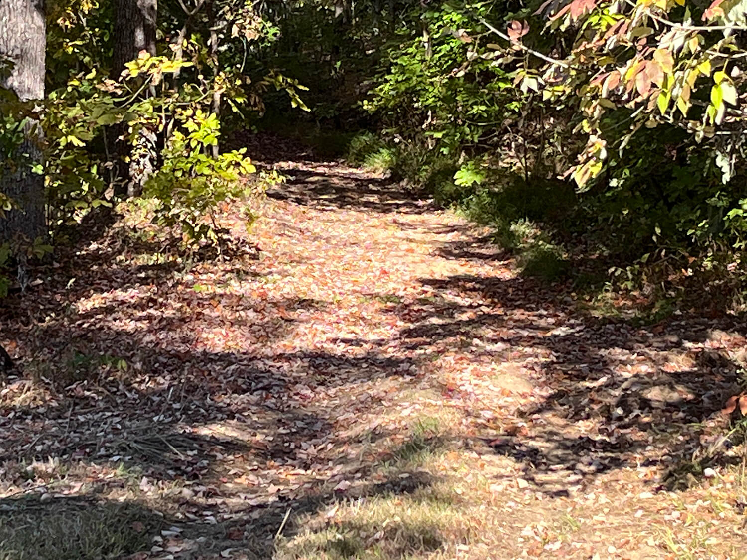 lowder fork farms 13-5