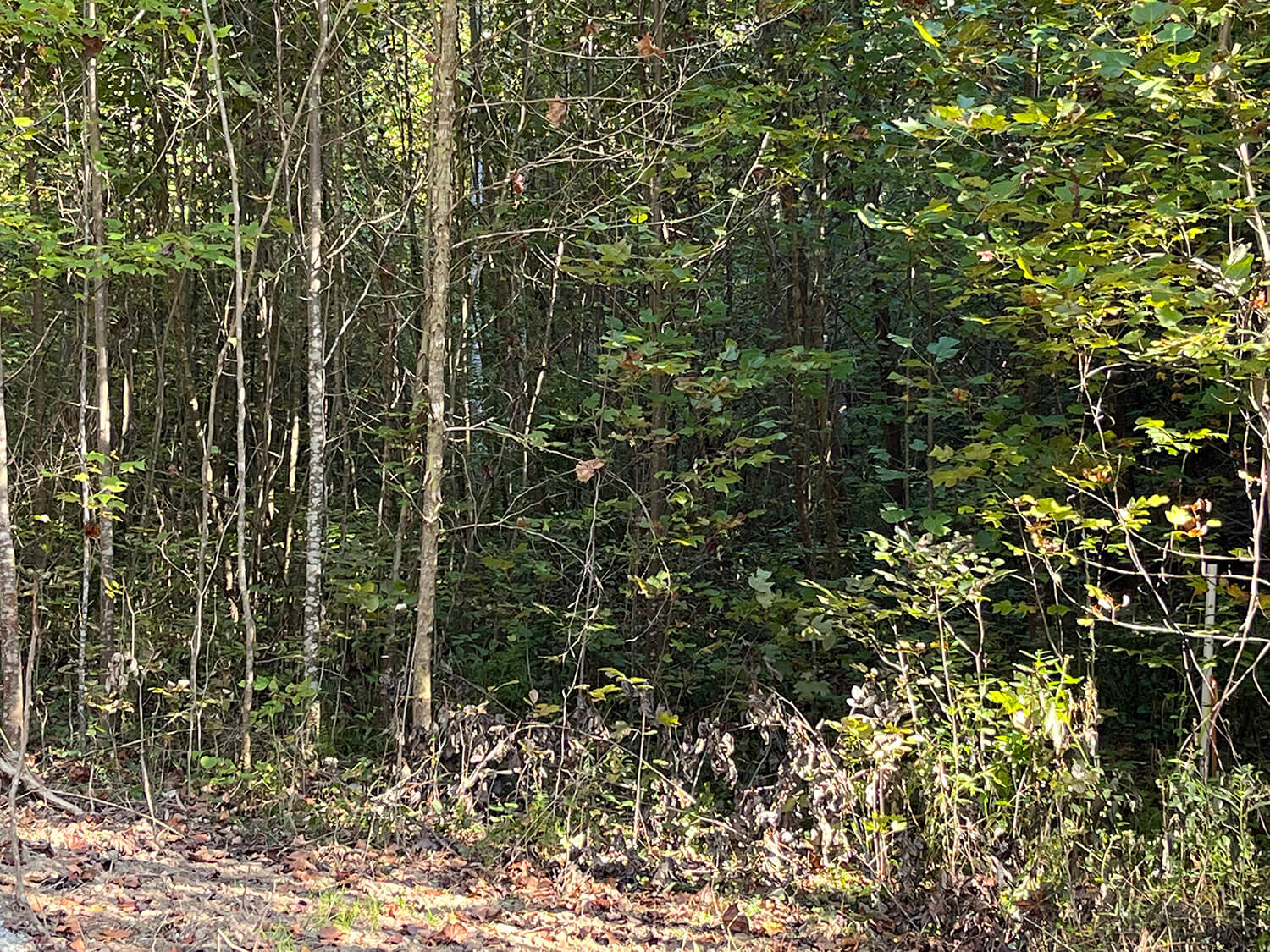 lowder fork farms 4-5