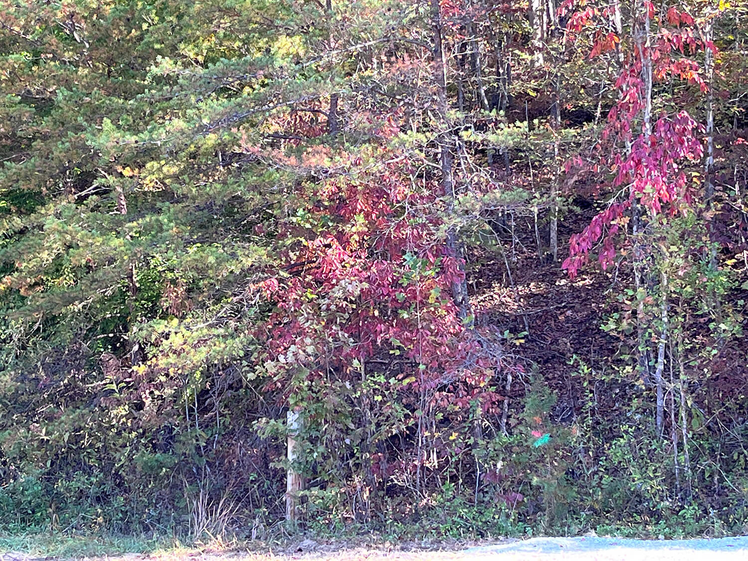 lowder fork farms 5-3