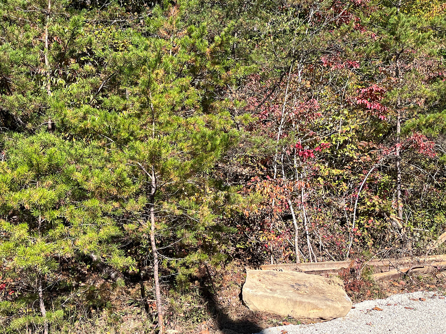 lowder fork farms 6-3