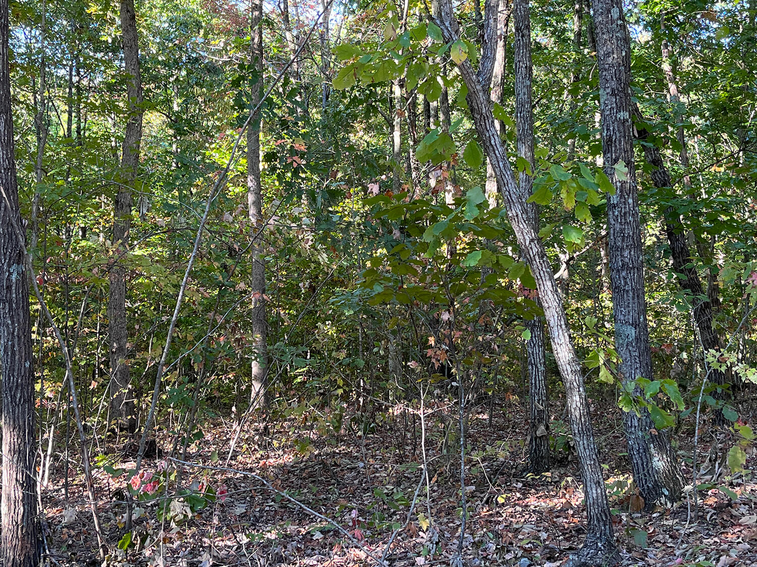 lowder fork farms 9-3