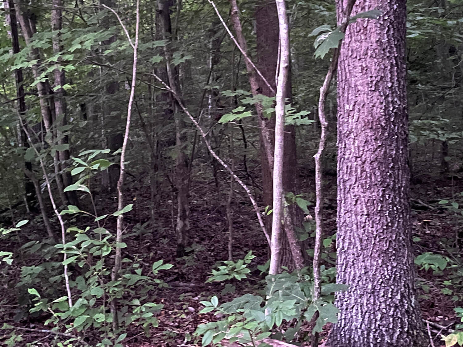 lowder fork farms tract 3-3