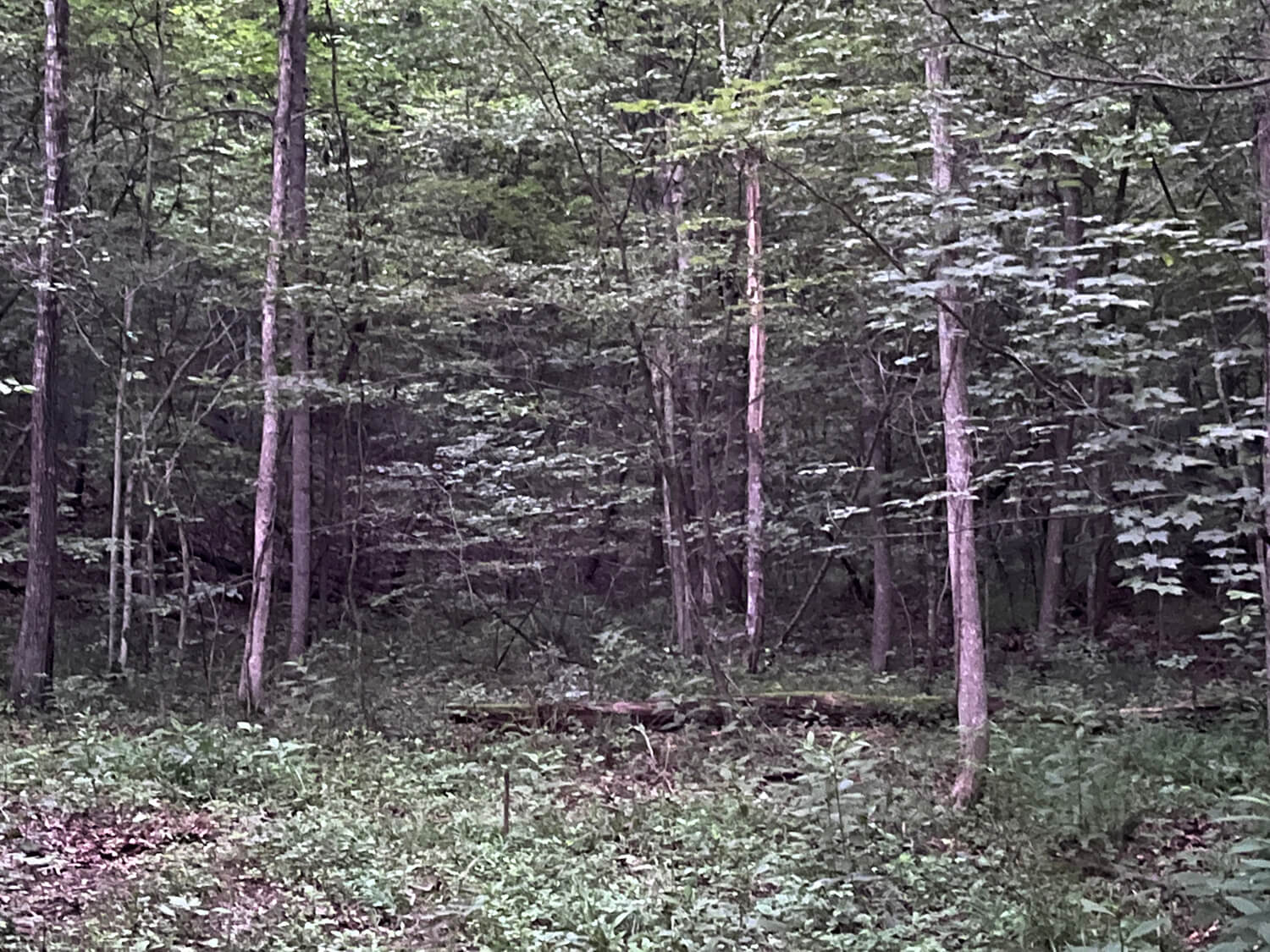 lowder fork farms tract 3-4