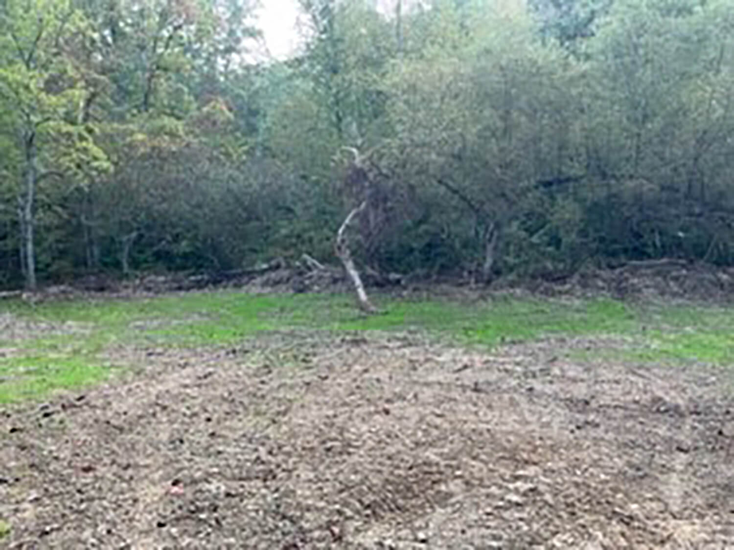 wilber hill farms 4-1